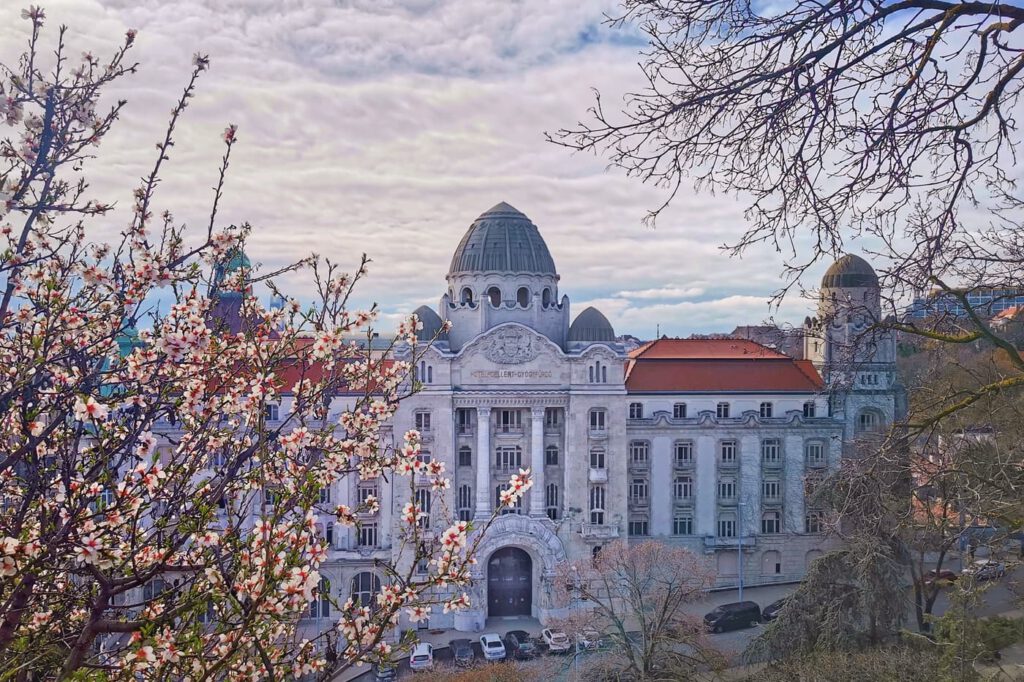 Tavaszi varázs a Gellért-hegyen: virágba borultak a mandulafák