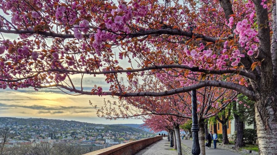 Tavaszi varázslat Budán – Sétálj a rózsaszín felhő alatt a Tóth Árpád sétányon