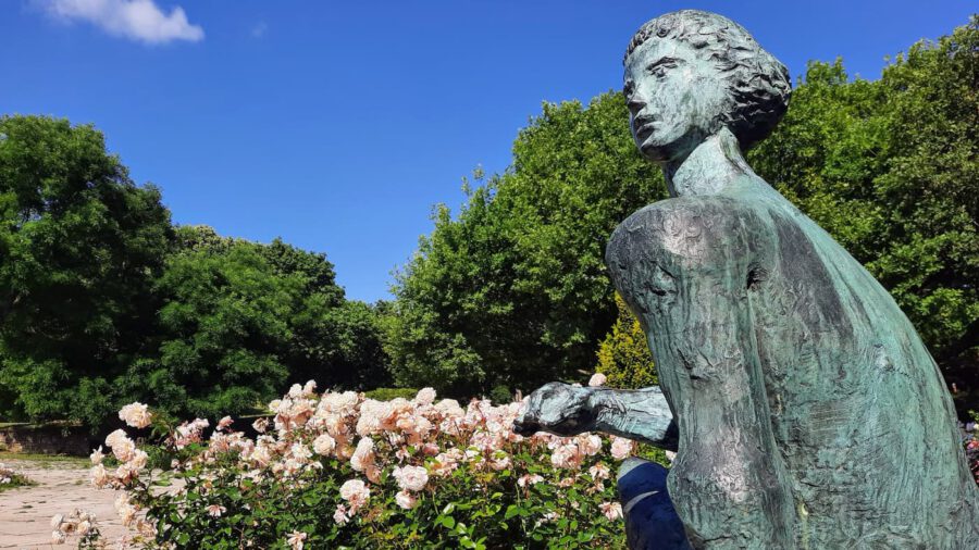 Rózsakert a Gellért-hegy oldalában, ahol minden rózsatőnek története van