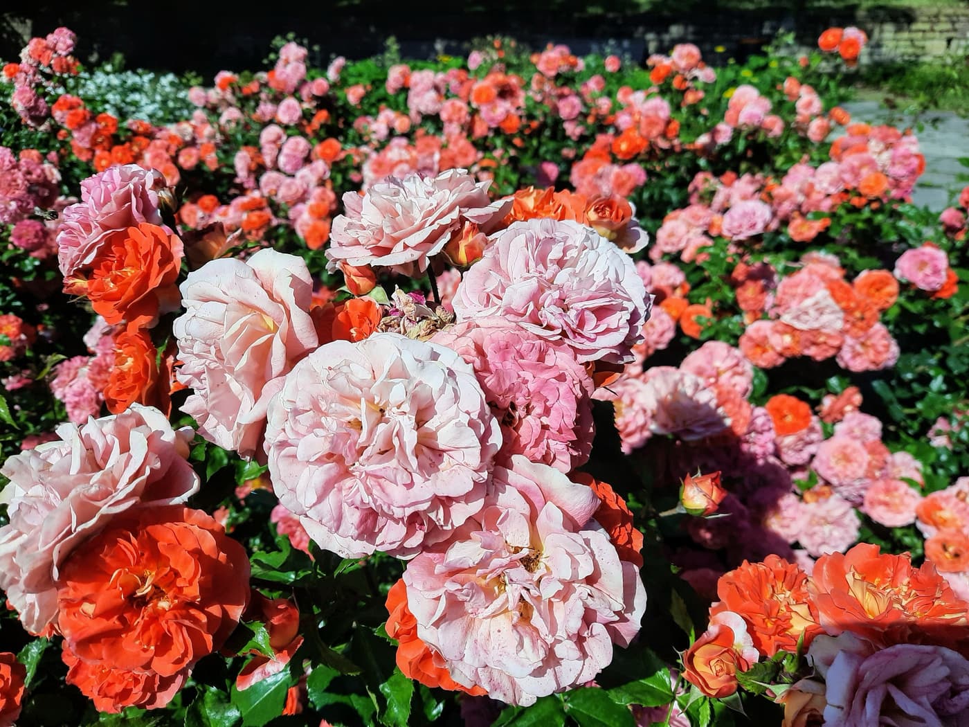 Rózsakert a Gellért-hegy oldalában, ahol minden rózsatőnek története van