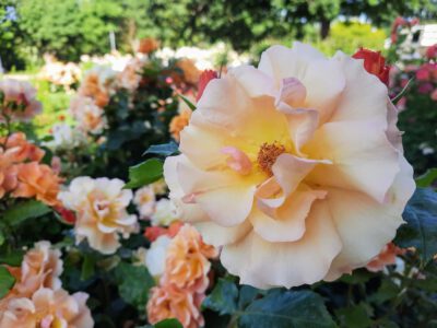 Rózsakert a Gellért-hegy oldalában, ahol minden rózsatőnek története van