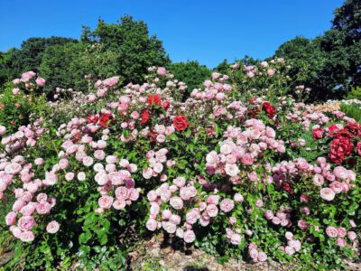 Rózsakert a Gellért-hegy oldalában, ahol minden rózsatőnek története van