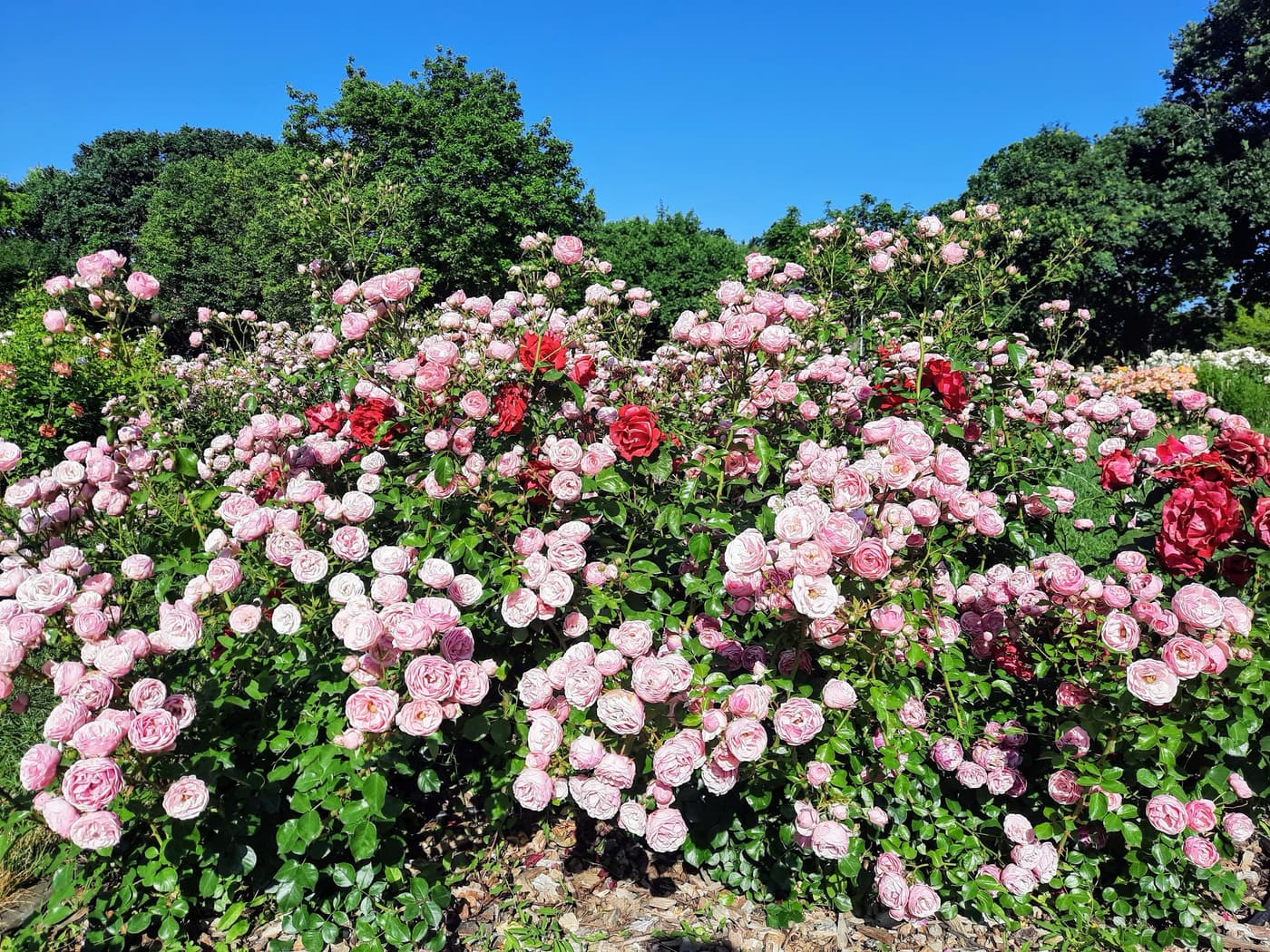 Rózsakert a Gellért-hegy oldalában, ahol minden rózsatőnek története van
