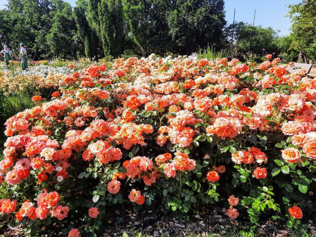 Rózsakert a Gellért-hegy oldalában, ahol minden rózsatőnek története van