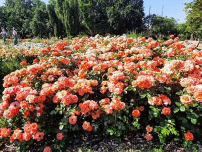 Rózsakert a Gellért-hegy oldalában, ahol minden rózsatőnek története van