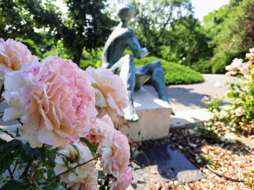 Rózsakert a Gellért-hegy oldalában, ahol minden rózsatőnek története van