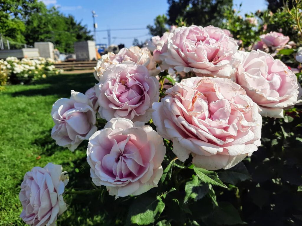 Rózsakert a Gellért-hegy oldalában, ahol minden rózsatőnek története van