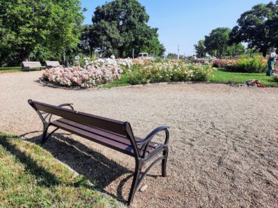 Rózsakert a Gellért-hegy oldalában, ahol minden rózsatőnek története van