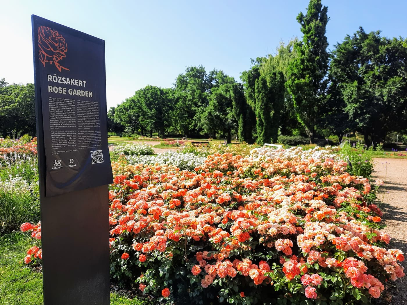 Rózsakert a Gellért-hegy oldalában, ahol minden rózsatőnek története van