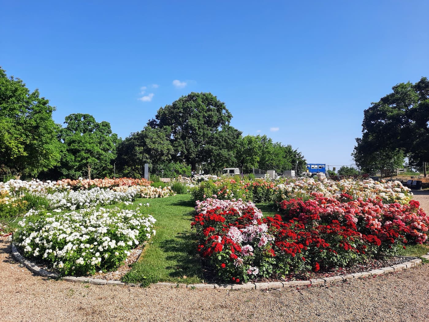 Rózsakert a Gellért-hegy oldalában, ahol minden rózsatőnek története van