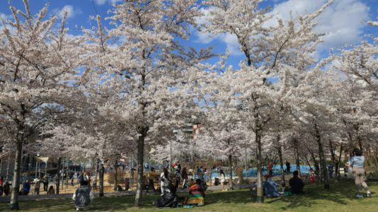 Tavaszi látvány Budapesten: cseresznyefa-virágzás a Széllkapu Parkban