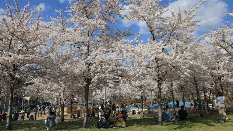 Tavaszi látvány Budapesten: cseresznyefa-virágzás a Széllkapu Parkban