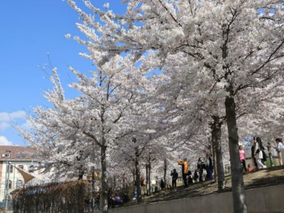 Tavaszi látvány Budapesten: cseresznyefa-virágzás a Széllkapu Parkban