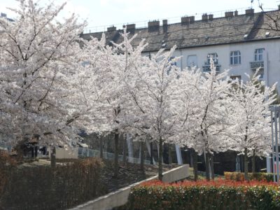 Tavaszi látvány Budapesten: cseresznyefa-virágzás a Széllkapu Parkban