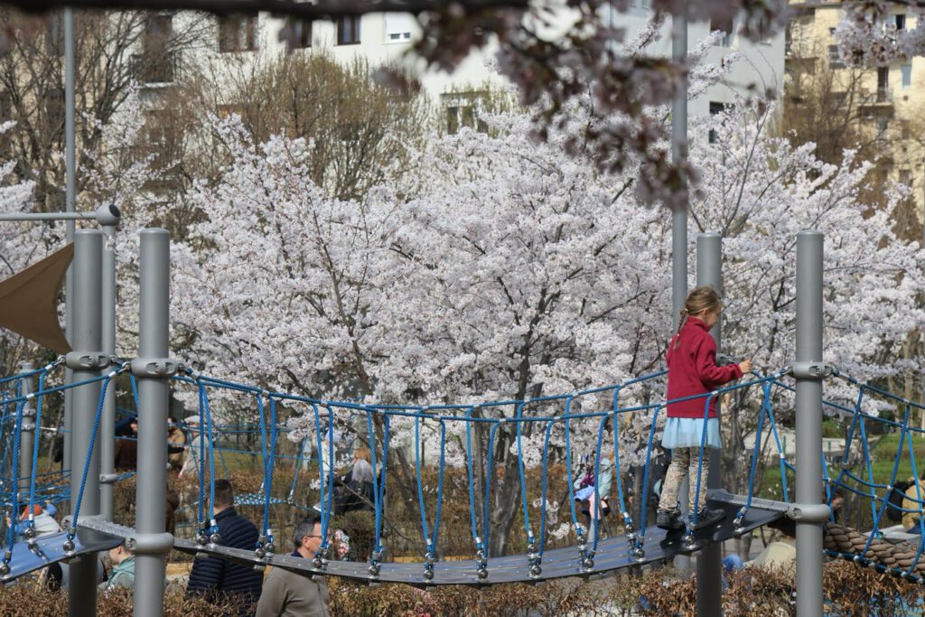 Tavaszi látvány Budapesten: cseresznyefa-virágzás a Széllkapu Parkban