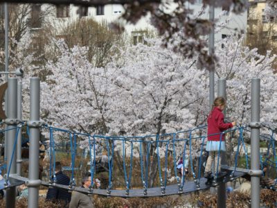 Tavaszi látvány Budapesten: cseresznyefa-virágzás a Széllkapu Parkban