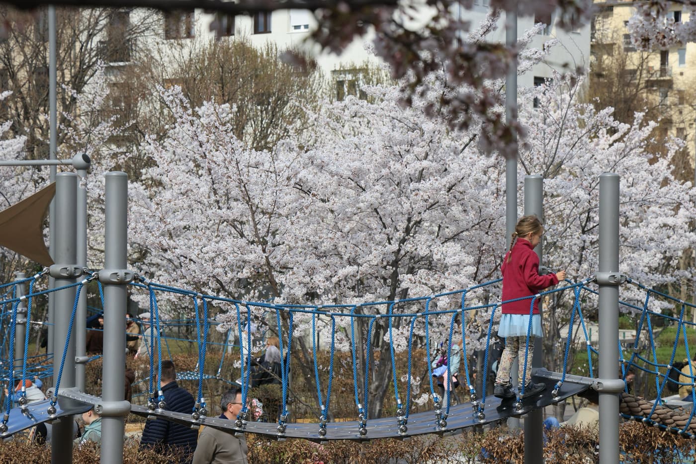 Tavaszi látvány Budapesten: cseresznyefa-virágzás a Széllkapu Parkban