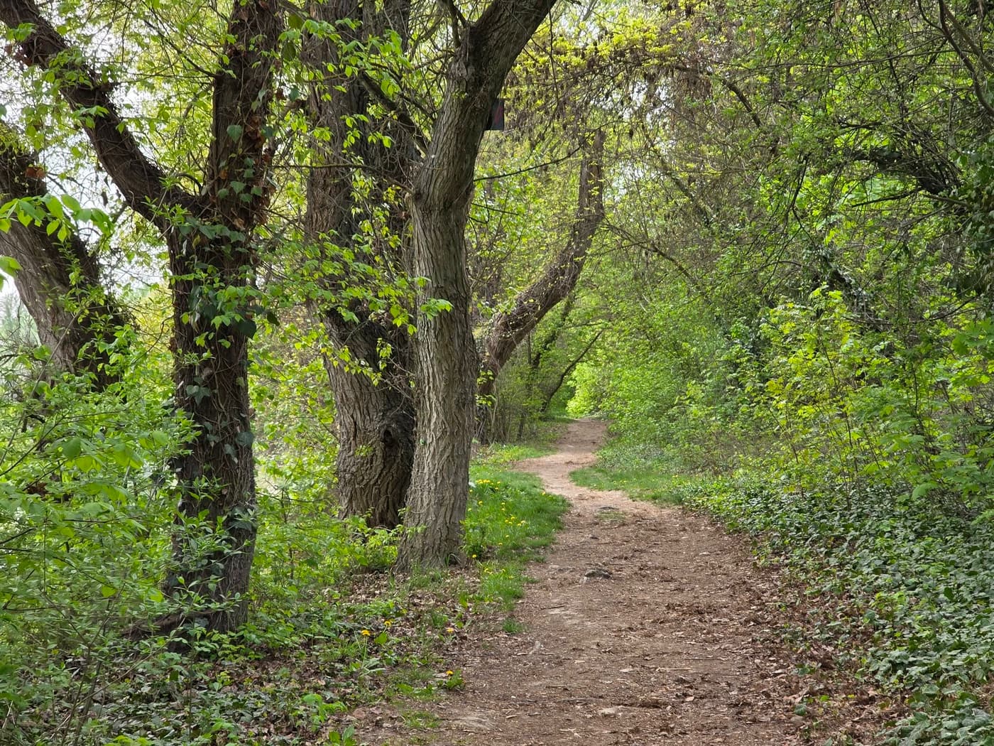 Hárosi-öböl: különleges ártéri táj Budapest déli peremén