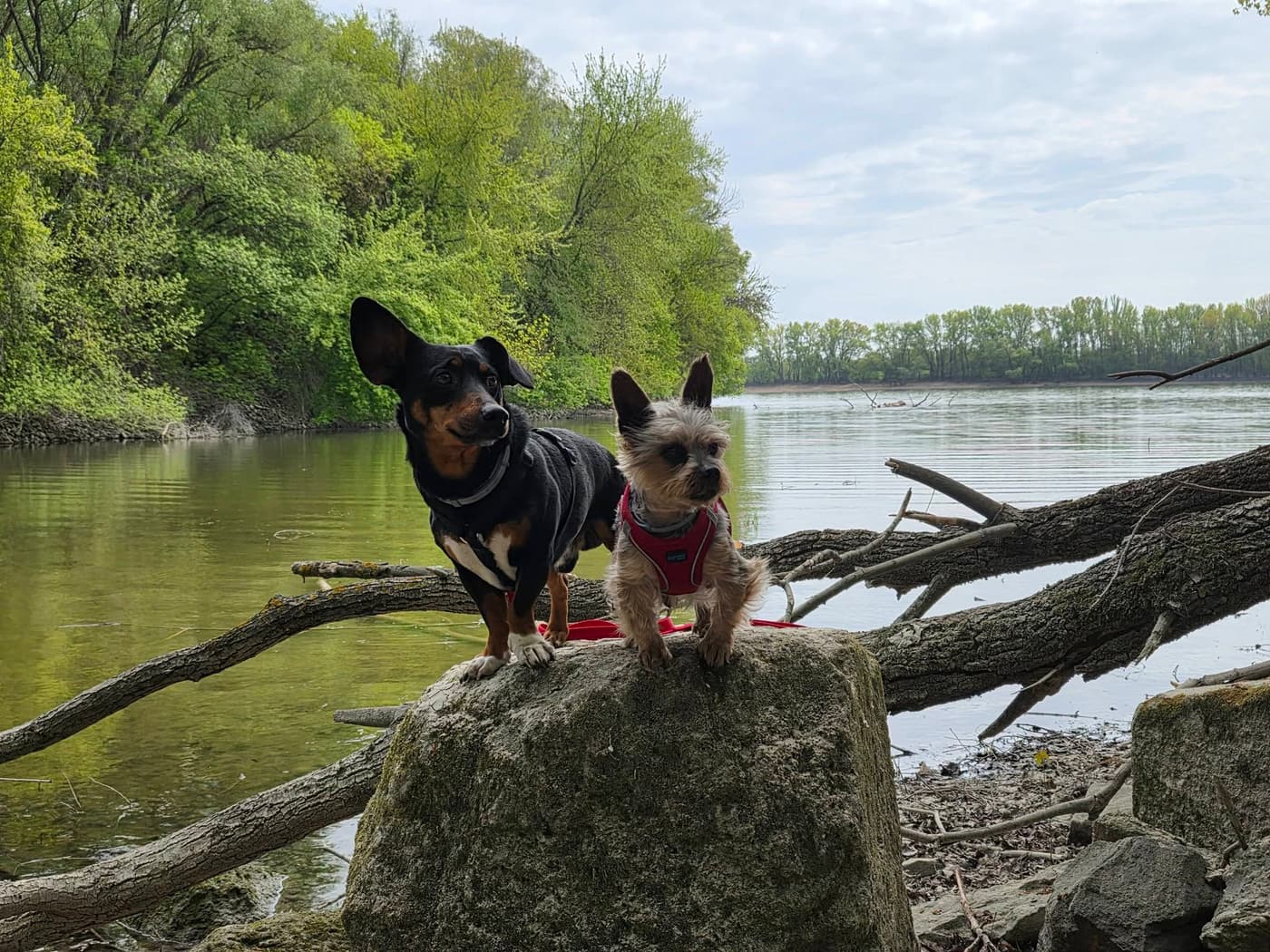 Hárosi-öböl: különleges ártéri táj Budapest déli peremén